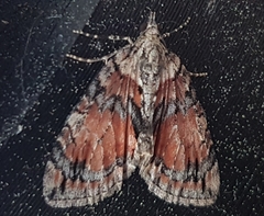 Dysstroma hersiliata