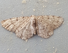 Aethalura intertexta
