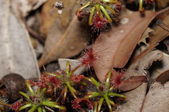 Drosera scorpioides