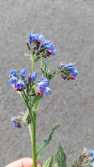 Symphytum caucasicum