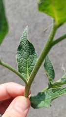 Symphytum caucasicum