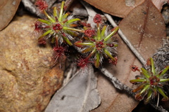 Drosera scorpioides