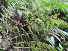 Asplenium incisum