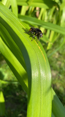 Merodon equestris