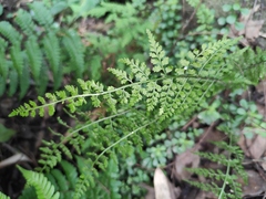 Asplenium incisum