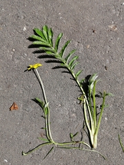 Argentina anserina