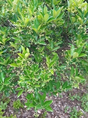 Euonymus japonicus