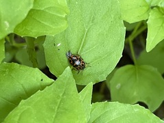 Chrysomela mainensis