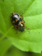 Chrysomela mainensis