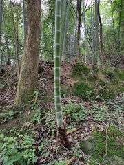 Phyllostachys edulis