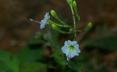 Commicarpus plumbagineus