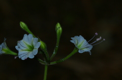 Commicarpus plumbagineus