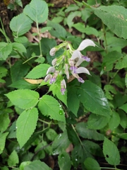 Salvia bowleyana