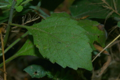 Commicarpus plumbagineus