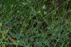 Commicarpus plumbagineus