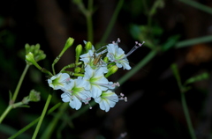 Commicarpus plumbagineus