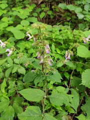 Salvia bowleyana