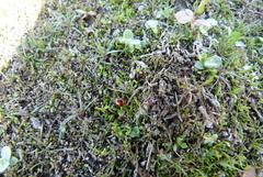 Crassula sinclairii