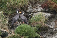 Poikilocarbo gaimardi