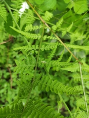 Macrothelypteris viridifrons