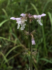 Stachys aspera