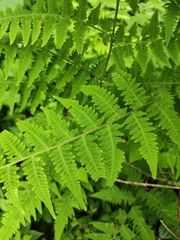 Macrothelypteris viridifrons