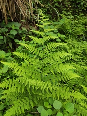 Macrothelypteris viridifrons