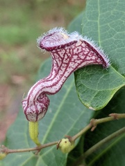 Aristolochia deltantha