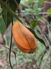 Aristolochia deltantha