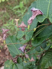 Aristolochia deltantha