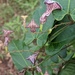 Aristolochia deltantha - Photo (c) frankaz, algunos derechos reservados (CC BY-NC)