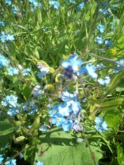 Myosotis