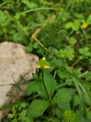 Ranunculus sieboldii