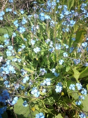 Myosotis