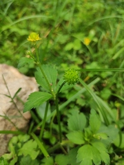 Ranunculus sieboldii