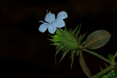 Barleria elegans orientalis