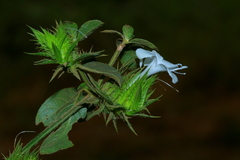 Barleria elegans orientalis