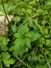 Ranunculus sieboldii