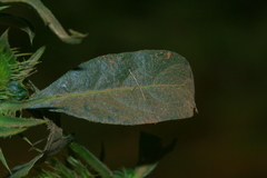 Barleria elegans orientalis