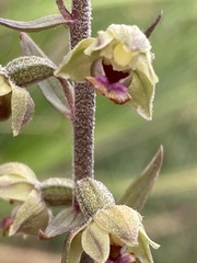 Epipactis kleinii