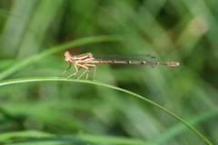 Pseudocopera annulata