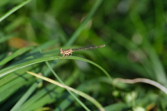 Pseudocopera annulata