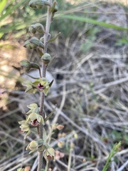 Epipactis kleinii