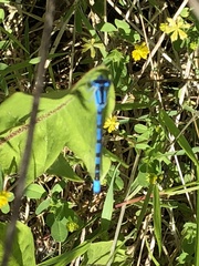 Enallagma cyathigerum