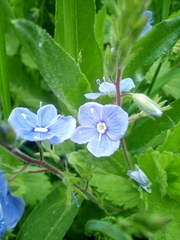 Veronica chamaedrys