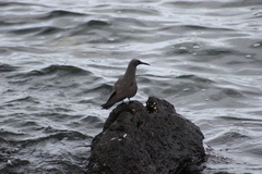 Anous stolidus galapagensis