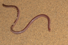 Xerotyphlops vermicularis