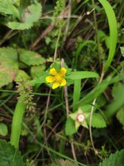 Potentilla kleiniana