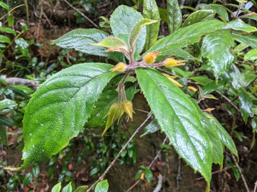 Lenbrassia australiana, 2020-12-28