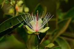 Maerua decumbens